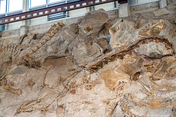 Dinosaur National Monument-6608