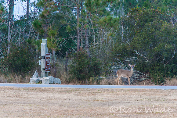 deer at Bodie Lighthouse-12491