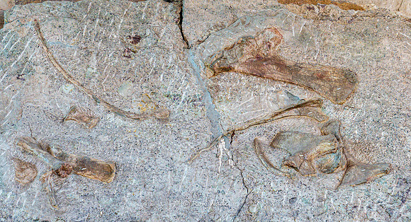 Dinosaur National Monument-6604