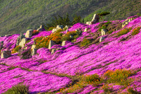flowers, Cabrillo Hwy-7719