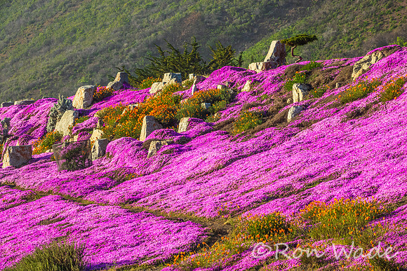 flowers, Cabrillo Hwy-7719