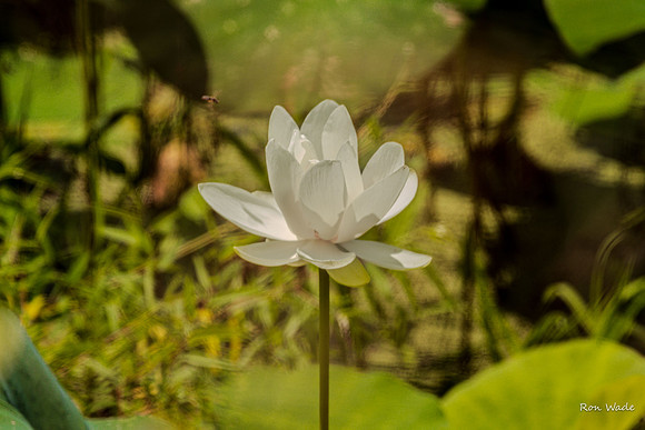 water lily-5238-3