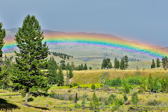 rainbow-6102-3