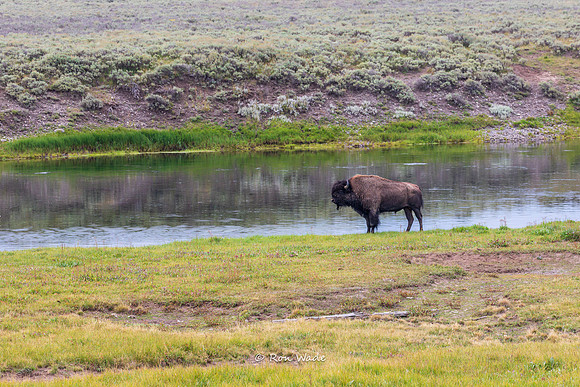 Buffalo, Hayden Valley-5526-2
