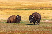 buffalo-5339-2