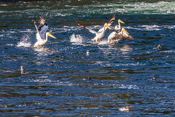 storks, Jackson Lake, Snake River-6261-2