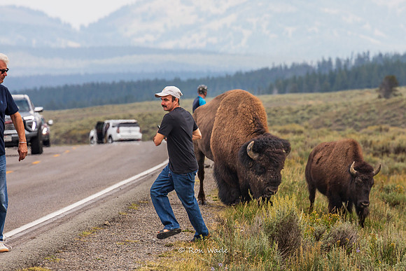 scared, Buffalo, Hayden Valley,-5515-2