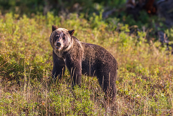Grizzly, Mama-5851-2