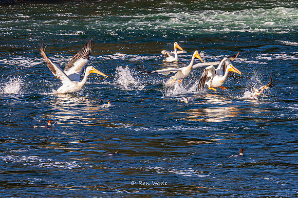 storks, Jackson Lake, Snake River-6262-2