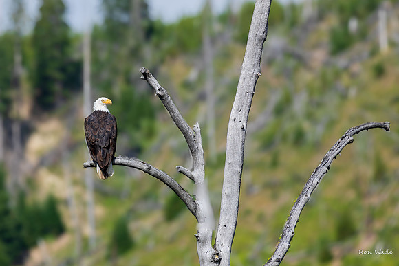 bald eagle-5608-2