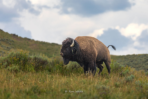Buffalo, Hayden Valley,-5566-2