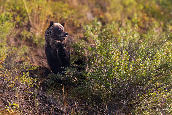 Grizzly, Mama-5841-2