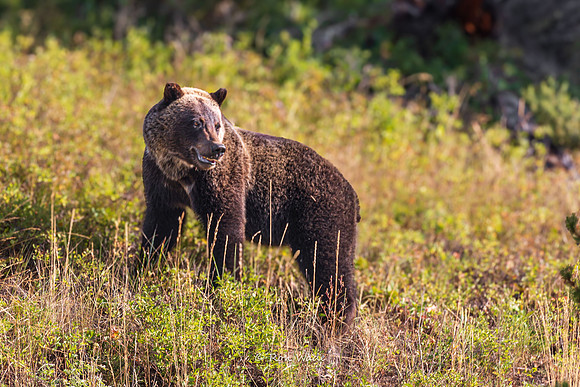 Grizzly, Mama-5852-3