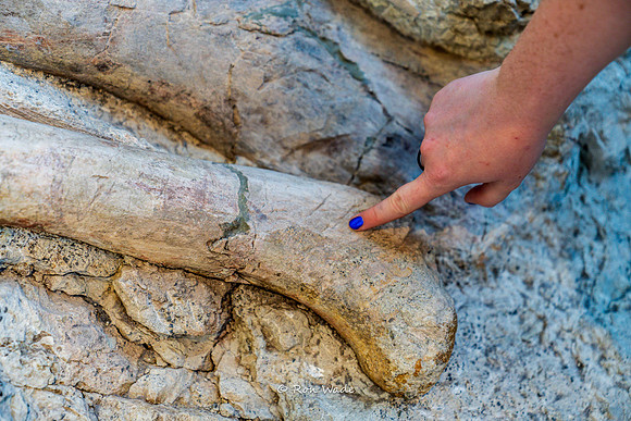 Molly Swindle, teeth marks, Dinosaur National Monument-6632-2