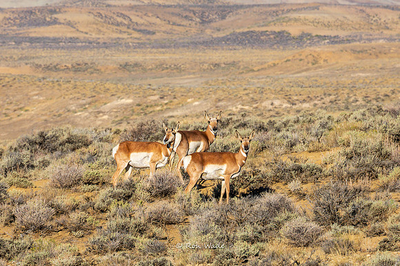 Pronghorn Antelope, Flaming Gorge Reservoir, Green River, -6382-2