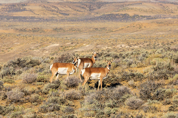 Flaming Gorge Reservoir, Green River-6382-2