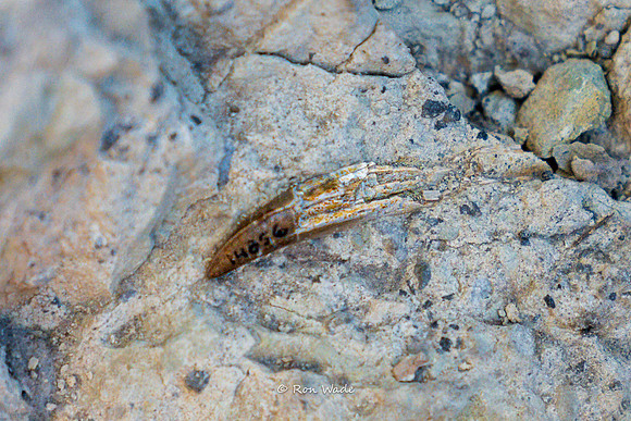 Allosaurus tooth, Dinosaur National Monument-6630-2
