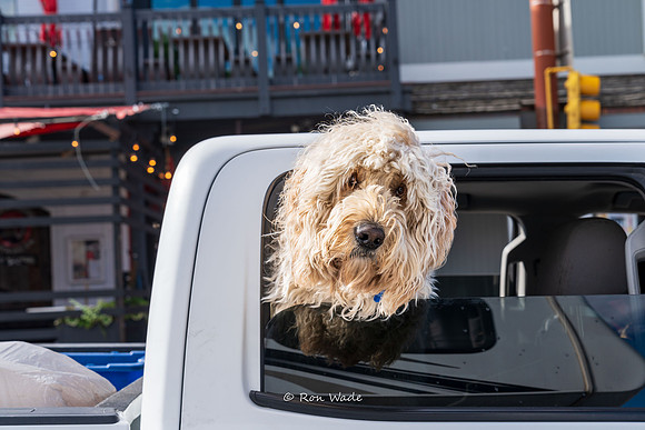 sad, poodle-6563-2