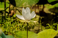 water lily-5240-2