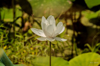 water lily-5238-3