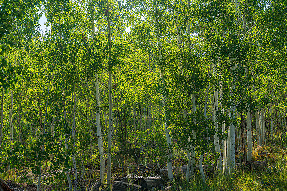 Aspens, North Rim Grand Canyon-6902-HDR-2