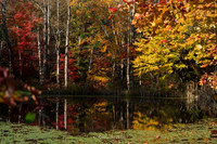 Fall Leaves in Big South fork