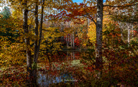 Big South Fork, leaves-3437-2