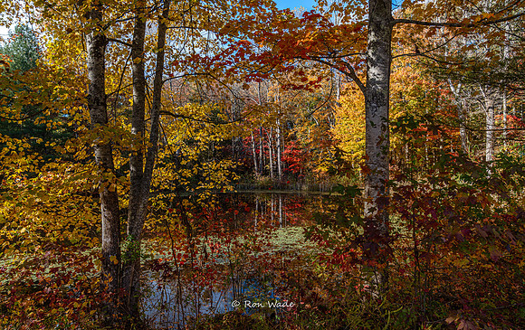 Big South Fork, leaves-3437-2