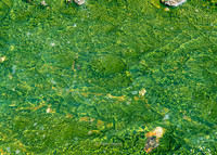 Norris Geyser Basin-5939