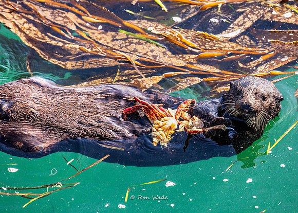 otter-7648