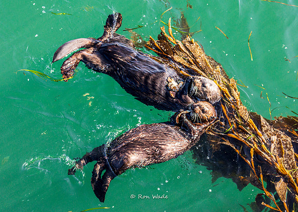 otter-7812