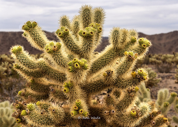 flowering Cholla, Joshua Tree-0834
