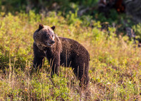 Grizzly, Mama-5852