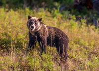 Grizzly, Mama-5851