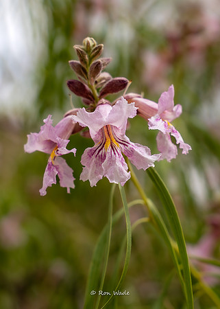 flowers, Joshua Tree-0814