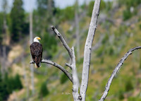 bald eagle-5608-2