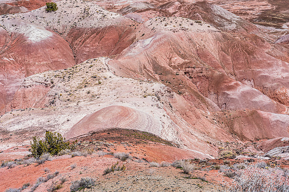 Painted Desert-3694-2