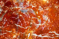 Frank Dobells, petrified wood-7148-2