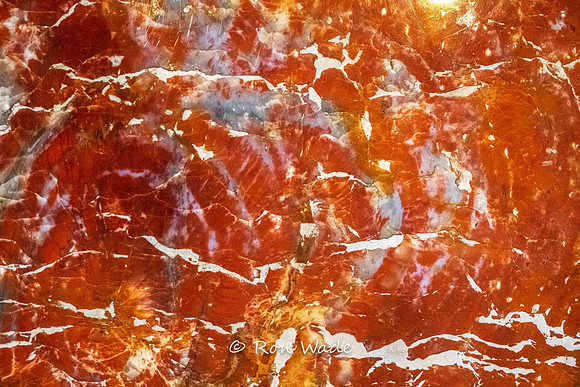Frank Dobells, petrified wood-7148-2