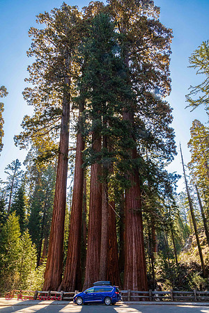 Pacifica, Sequoia, King's Canyon-5780-3
