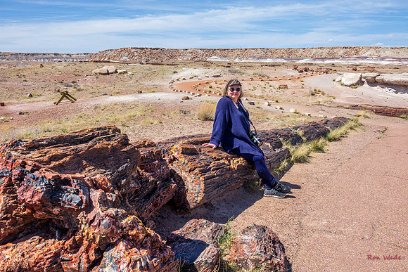 Kat, petrified wood, Petrified Forest National Park-7135-2