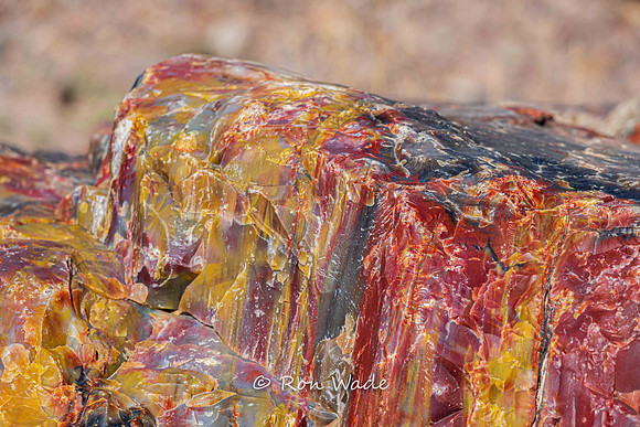 petrified wood, Petrified Forest National Park-7142-2