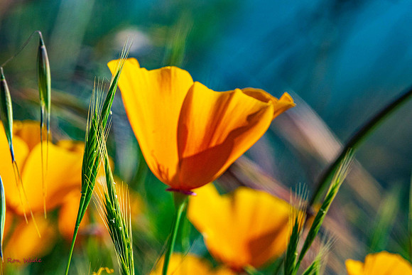 flowers,-7695-2