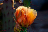 cactus flowers, Route 66-7293-2