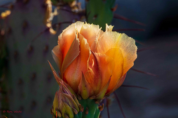 cactus flowers, Route 66-7293-2