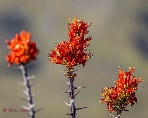 cactus flowers, Route 66-7283-2
