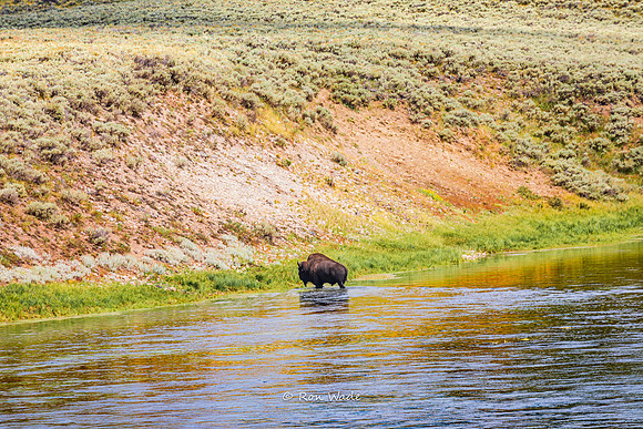 Buffalo, Hayden Valley, Yellowstone River-5415-2