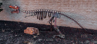 dinosaur sculpture, Route 66, Tucumacari, -3646