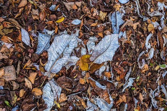 Rugby leaves-0480