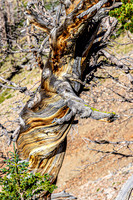 twisted tree, Beartooth Highway-9881
